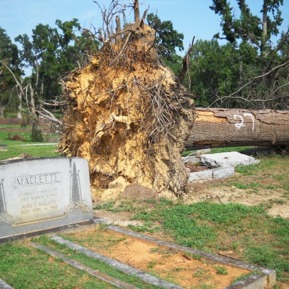 Overview of large, felled tree within cemetery with headstone in foreground.