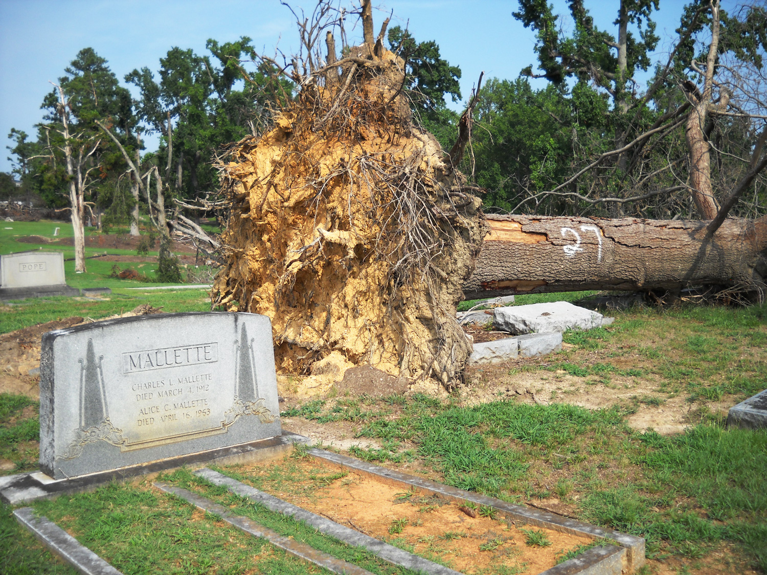 Overview of large, felled tree within cemetery with headstone in foreground.