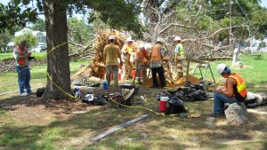 Crewmembers performing fieldwork in front of large, felled tree.