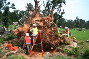 Crewmembers observing soil trapped between roots of large, felled tree.