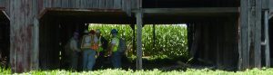 Crewmembers in conversation within a barn, with mature corn field in background.