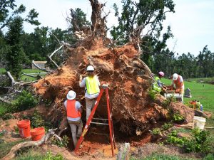 Crewmembers observing soils trapped between roots of a large, felled tree.