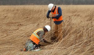Two CRA crewmembers conducting a shovel test within a hay field.