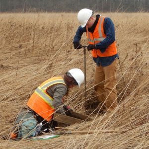Two CRA crewmembers conducting a shovel test within a hay field.