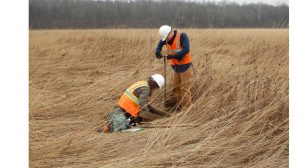 Two crewmembers performing a shovel test in a hayfield.